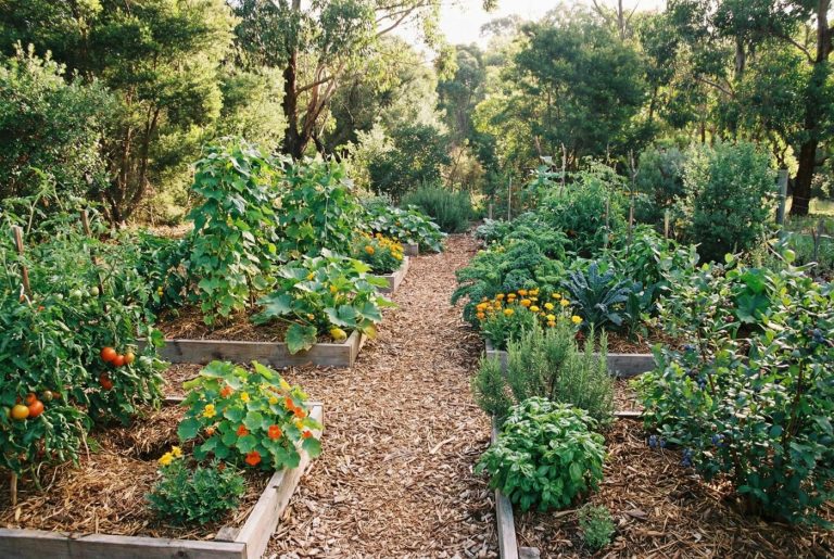 Potager en permaculture : comment organiser ses cultures ?