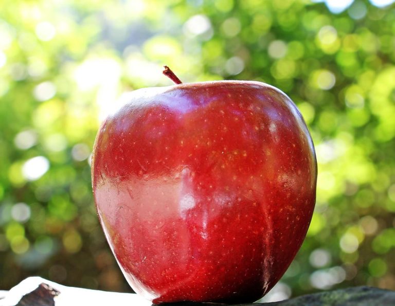 Quelle est la saison des pommes ?