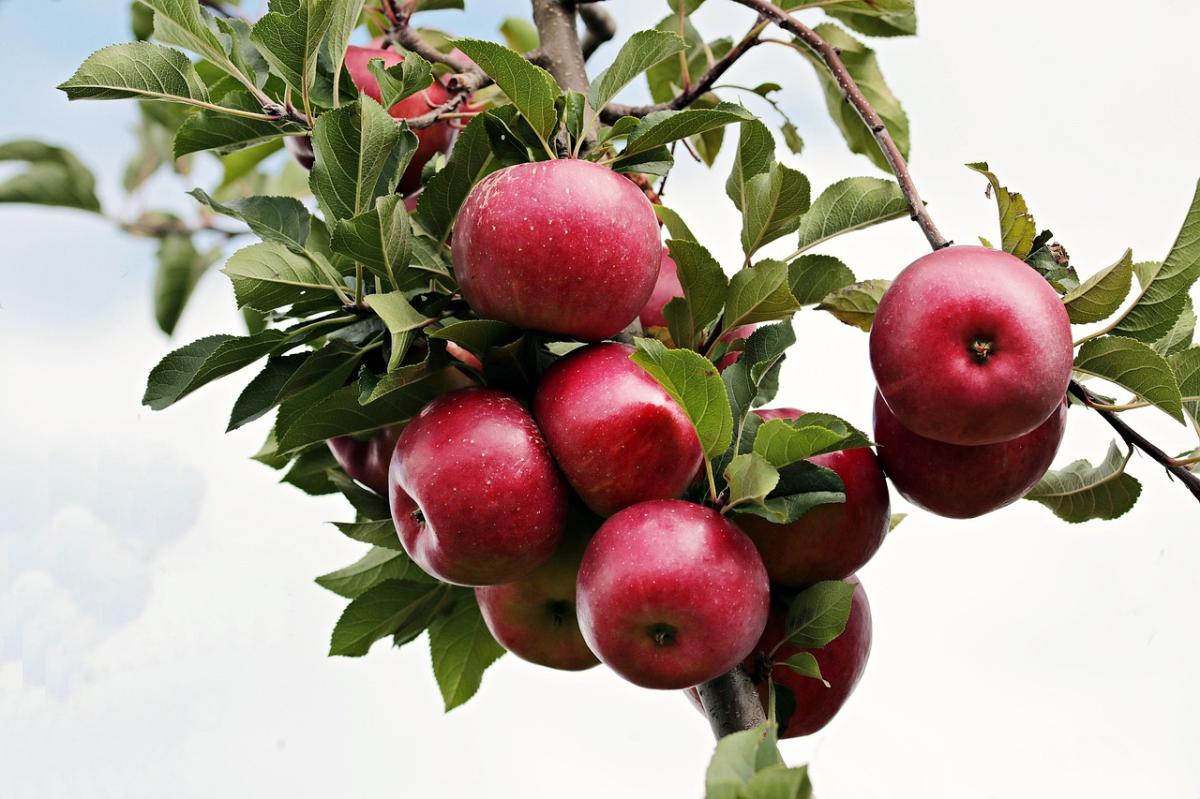 Quelle est la saison des pommes ?