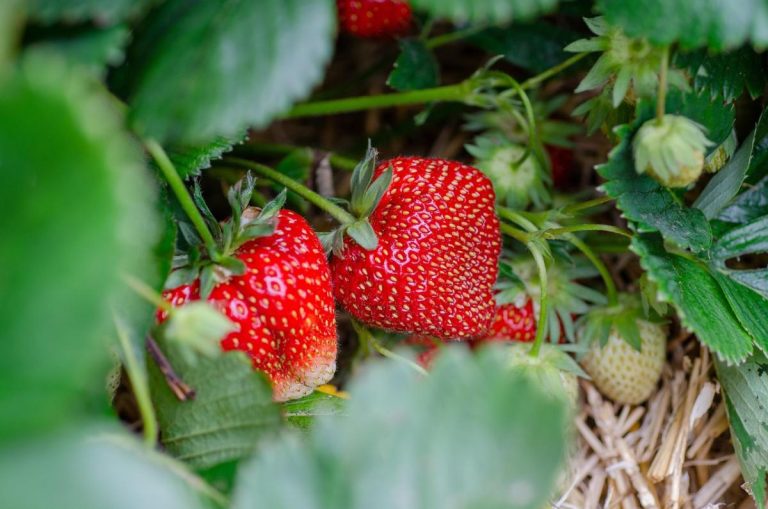 Saison des fraises : quand en profiter ?